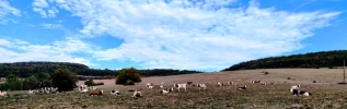 Plan CASI (Climat, Adaptation, Sécheresse, Incendies) : lancement opérationnel du fonds de réarmement